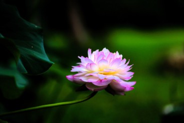 荷花.