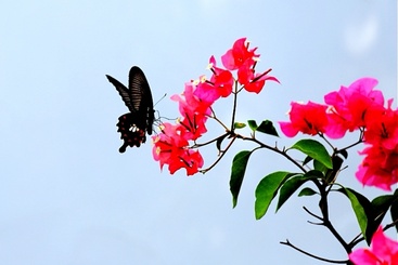蝶恋花