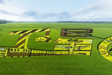 锦绣稻田绘龙江