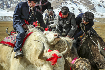 《牦牛叼羊亮激情 塔吉克族乐非遗》