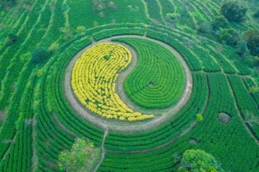 太极红茶园