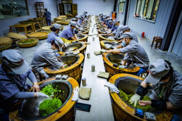  炒茶工