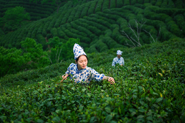 《茶韵》 