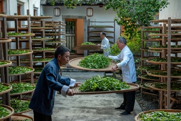 《匠心制茶》