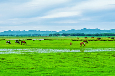 高原湿地入画来