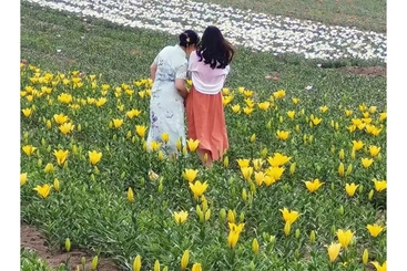 误入花香深处