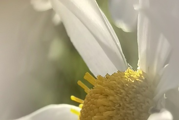 犹抱琵琶半遮面小雏菊