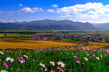 天路《格桑花开》