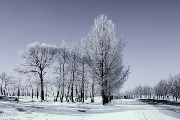 《雪缘情深》
