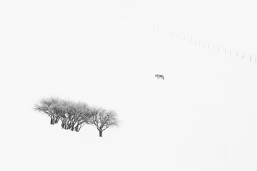 冬雪图