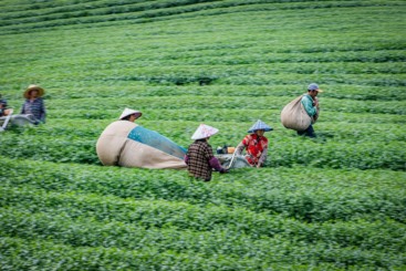 采茶忙