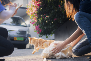 流浪猫TNR践行者