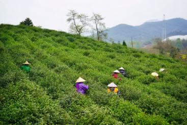 采春茶