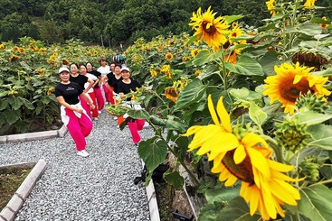 社员都是向阳花