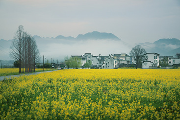 又见家乡菜花黄