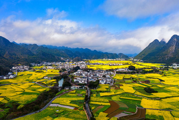 万峰林油菜花开