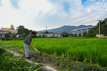 田间耕耘绘新景
