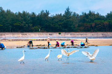 《鹭影耕海》