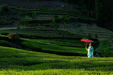 茶园小景