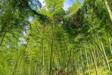 竹林剧场