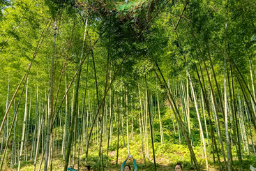 竹林剧场