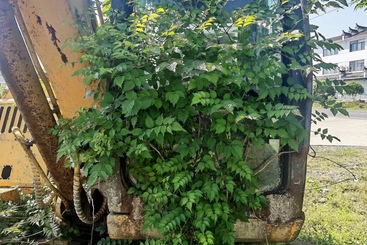 倔强的植物