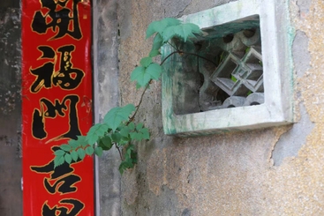 倔强的植物