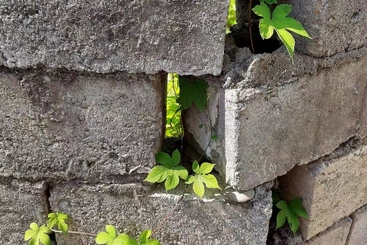 倔强的植物