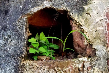 倔强的植物
