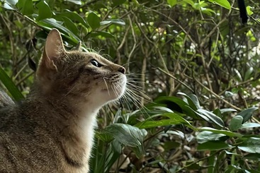 猫猫神