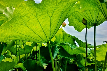 《夏日荷塘》