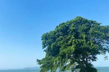走马埔村——孤独之树