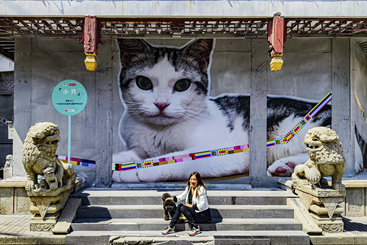 《猫红了一条街》