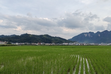 稻田