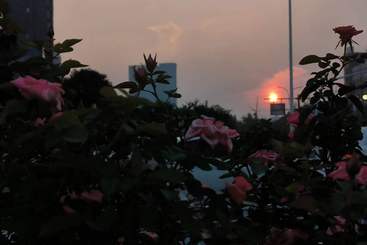 《都市花影：自然与建筑的交响曲》