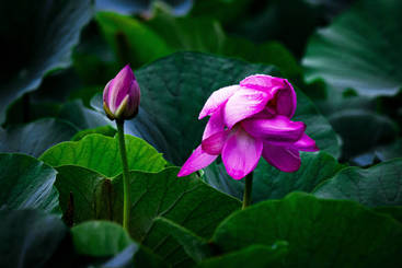 《荷—生与落》
