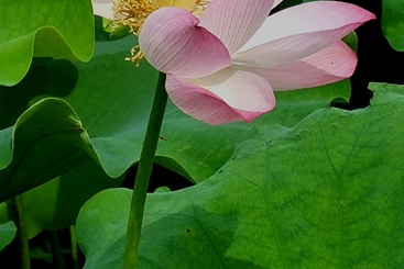 《荷花》