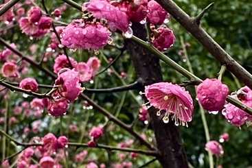 《雨润红梅梅更艳》