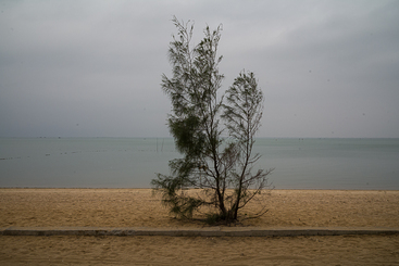 图6：海边的一棵小树