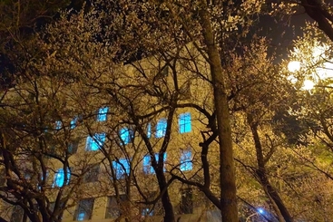 灯光下的杏花