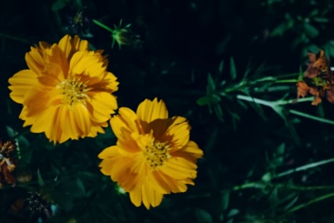 故事的小黄花