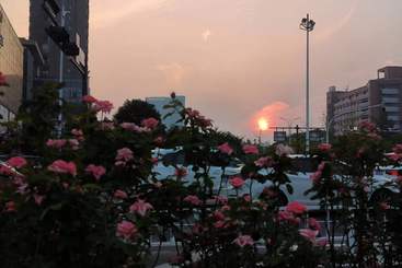 《都市花影：自然与建筑的交响曲》