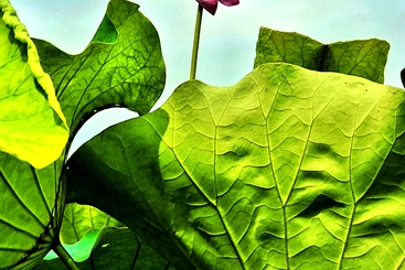 《夏荷》