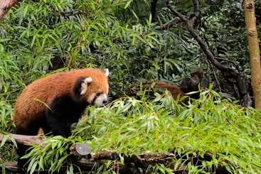 我是小熊猫不是小浣熊