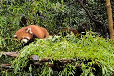 我是小熊猫不是小浣熊