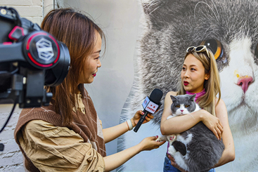 《猫红了一条街》