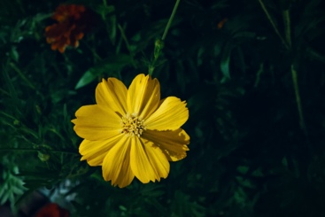 故事的小黄花
