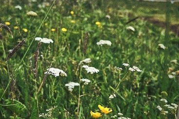 花海