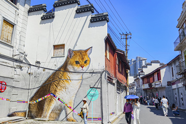 《猫红了一条街》