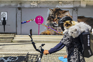 《猫红了一条街》